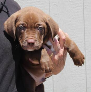 Mastiff Dogs Available for Adoption in Vacaville, California - Fondue | PetCurious