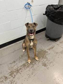 Ody -  German Shepherd Dog Dog for Adoption in Sacramento, California - Ody | PetCurious