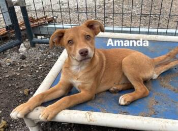 Mixed Breed Dogs Available for Adoption in Glenpool, Oklahoma - AMANDA | PetCurious
