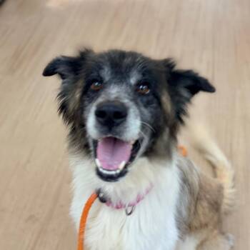 Toasted Marshmallow -  Great Pyrenees and Mixed Breed Dog for Adoption in Aldie, Virginia - Toasted Marshmallow | PetCurious