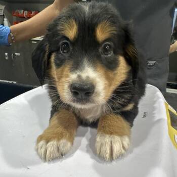 Julia -  Hound and Mixed Breed Dog for Adoption in Tampa, Florida - Julia | PetCurious