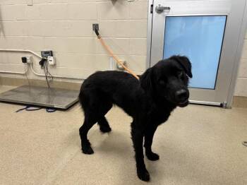 Rescue Labrador Retriever and Great Pyrenees Dogs for Adoption in Grand Prairie, Texas - TORTELLINI | PetCurious