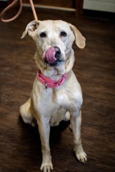 Labrador Retriever Dogs Available for Adoption in Frankfort, New York - Nora | PetCurious