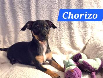 Chorizo -  Chiweenie and Terrier Dog for Adoption in Oakdale, California - Chorizo | PetCurious