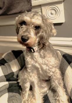 Rescue Miniature Schnauzer Dogs for Adoption in Westmont, Illinois - SOPHIE | PetCurious