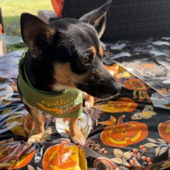 Eddy -  Dachshund Dog for Adoption in Louise, Texas - Eddy | PetCurious