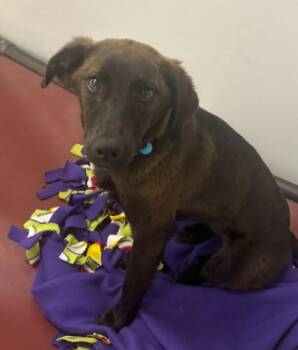 Otter -  Labrador Retriever and Belgian Shepherd Malinois Dog for Adoption in Viroqua, Wisconsin - Otter | PetCurious
