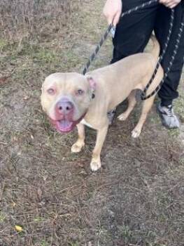 LUKE CAMDEN -  Pit Bull Terrier and Mixed Breed Dog for Adoption in Woodbine, Georgia - LUKE CAMDEN | PetCurious