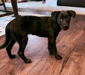 River -  Black Labrador Retriever Dog for Adoption in Fruit Heights, Utah - River | PetCurious