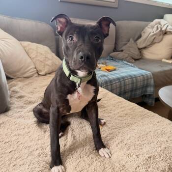 Cleo -  Pit Bull Terrier and Black Labrador Retriever Dog for Adoption in Detroit, Michigan - Cleo | PetCurious