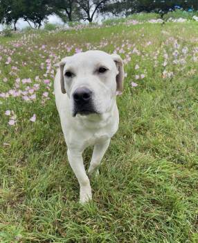 Ryker -  Yellow Labrador Retriever Dog for Adoption in Gun Barrel City, Texas - Ryker | PetCurious