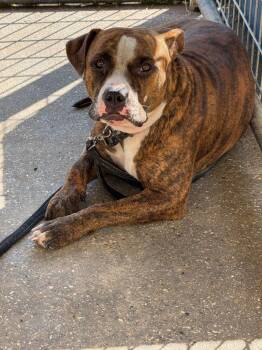 Little Man -  Pit Bull Terrier Dog for Adoption in Sorrento, Louisiana - Little Man | PetCurious