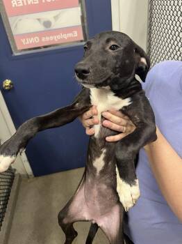 Alice 4 months AVAILABLE 8/19 -  Labrador Retriever Dog for Adoption in Sterling, Massachusetts - Alice 4 Months AVAILABLE 8/19 | PetCurious