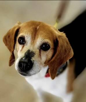 Beagle Dogs Available for Adoption in Hanson, Massachusetts - Belle | PetCurious