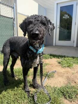 Fendi -  Labradoodle Dog for Adoption in Stratham, New Hampshire - Fendi | PetCurious