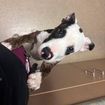 Bailey -  Pit Bull Terrier Dog for Adoption in Bristol, Indiana - Bailey | PetCurious