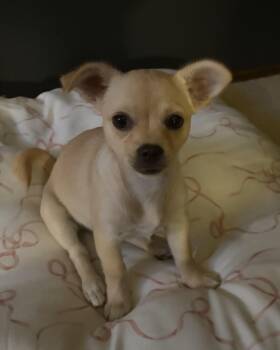 Sophie -  Chihuahua Dog for Adoption in Albuquerque, New Mexico - Sophie | PetCurious