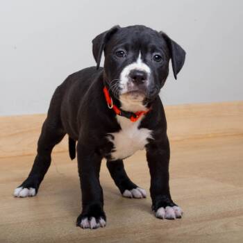 Dash D69885 -  Pit Bull Terrier Dog for Adoption in Minnetonka, Minnesota - Dash D69885 | PetCurious