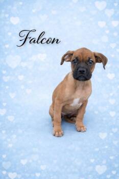Boxer Dogs Available for Adoption - Falcon | PetCurious