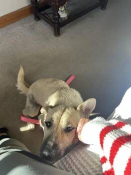 Mixed Breed Dogs Available for Adoption in Wyoming, Michigan - Zelda | PetCurious