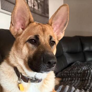 Yuki -  German Shepherd Dog and Mixed Breed Dog for Adoption in Las Vegas, Nevada - Yuki | PetCurious