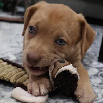 Pit Bull Terrier Dogs Available for Adoption in Avon, Ohio - Toffee | PetCurious