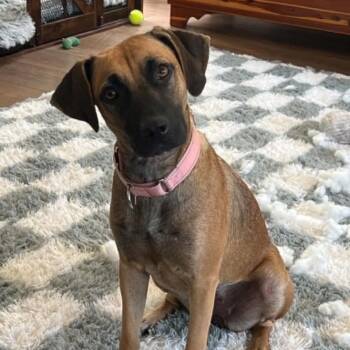 Gloria -  Terrier and Mixed Breed Dog for Adoption in Fairfax Station, Virginia - Gloria | PetCurious
