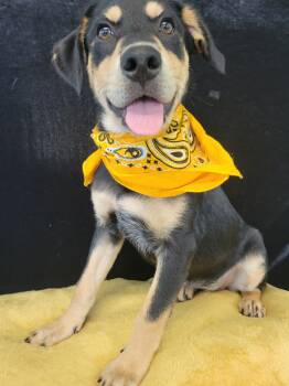Queso SS -  Retriever Dog for Adoption in South Portland, Maine - Queso SS | PetCurious