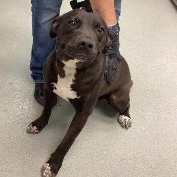 Terrier and Mixed Breed Dogs Available for Adoption - Tylynn | PetCurious