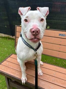 Mixed Breed Dogs Available for Adoption in West Chester, Pennsylvania - Harvey | PetCurious