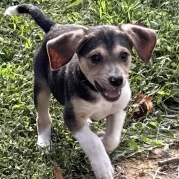 Bessie -  Beagle Dog for Adoption in Stokesdale, North Carolina - Bessie | PetCurious