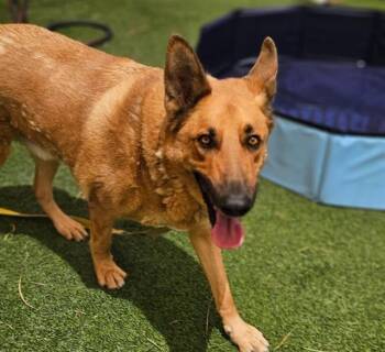 Rescue German Shepherd Dog Dogs for Adoption in Las Vegas, Nevada - MAX | PetCurious