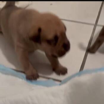 ELFC Ripley 3510 -  Mixed Breed and Shar Pei Dog for Adoption in Loxahatchee Groves, Florida - ELFC Ripley 3510 | PetCurious