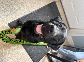Zeus -  Labrador Retriever Dog for Adoption in Dillsburg, Pennsylvania - Zeus | PetCurious