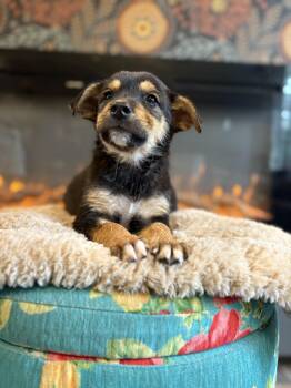Rottweiler Dogs Available for Adoption in Carmel Hamlet, New York - Radar (Weather Warning Litter) | PetCurious