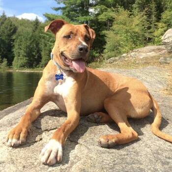 Rescue Boxer and Hound Dogs for Adoption in Longview, Texas - Stewie | PetCurious