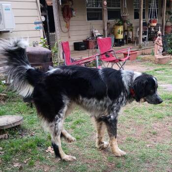 Greyson -  Collie and Mixed Breed Dog for Adoption in Tulsa, Oklahoma - Greyson | PetCurious