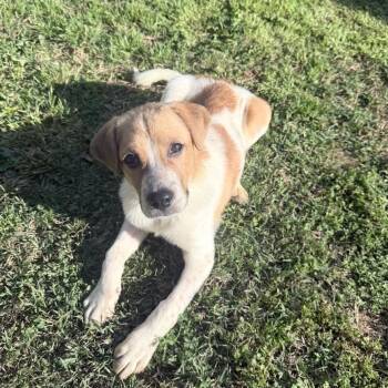 Starshine -  Mixed Breed Dog for Adoption in Fredericksburg, Virginia - Starshine | PetCurious