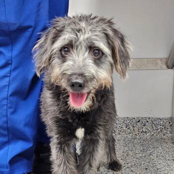Lucy -  Mixed Breed Dog for Adoption in Greenville, South Carolina - Lucy | PetCurious