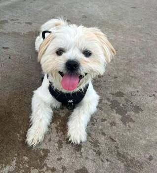 Bob -  Shih Tzu and Lhasa Apso Dog for Adoption in Lakewood Village, Texas - Bob | PetCurious