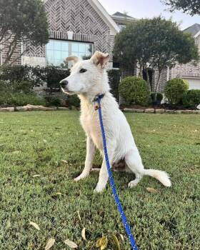 Rescue Shepherd Dogs for Adoption in Brookshire, Texas - Rigsby | PetCurious