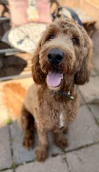 Irish Setter and Standard Poodle Dogs Available for Adoption in Houston, Texas - PONY-PENNSYLVANIA | PetCurious