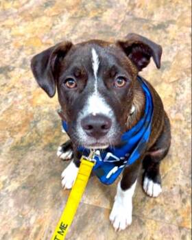 Levi -  Mixed Breed Dog for Adoption in Eutawville, South Carolina - Levi | PetCurious