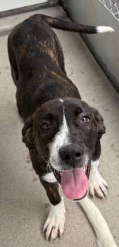 Rescue Pit Bull Terrier and Great Pyrenees Dogs for Adoption in Fort Lupton, Colorado - Sausage 2 | PetCurious