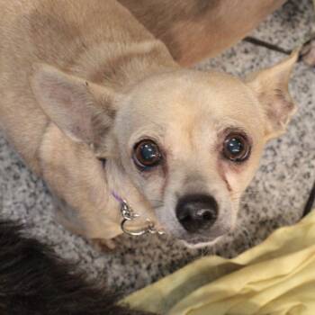 Rescue Mixed Breed Dogs for Adoption in San Francisco, California - Parker | PetCurious