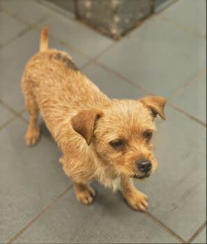 Couscous -  Mixed Breed Dog for Adoption in Nashville, Tennessee - Couscous | PetCurious