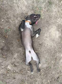 Butler (AVAILABLE 8/17) -  American Staffordshire Terrier Dog for Adoption in Leverett, Massachusetts - Butler (AVAILABLE 8/17) | PetCurious