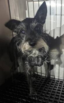 STORMI -  Mixed Breed Dog for Adoption in Dallas, Texas - STORMI | PetCurious