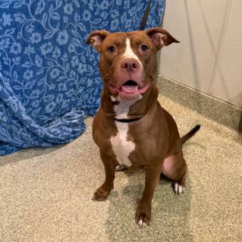 IVHS-Stray-143262 -  Pit Bull Terrier Dog for Adoption in San Gabriel, California - IVHS-Stray-143262 | PetCurious