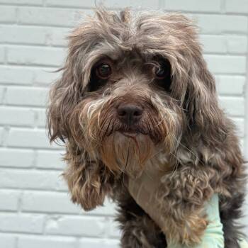 Rescue Havanese Dogs for Adoption in Northbrook, Illinois - Kuta Mundy | PetCurious